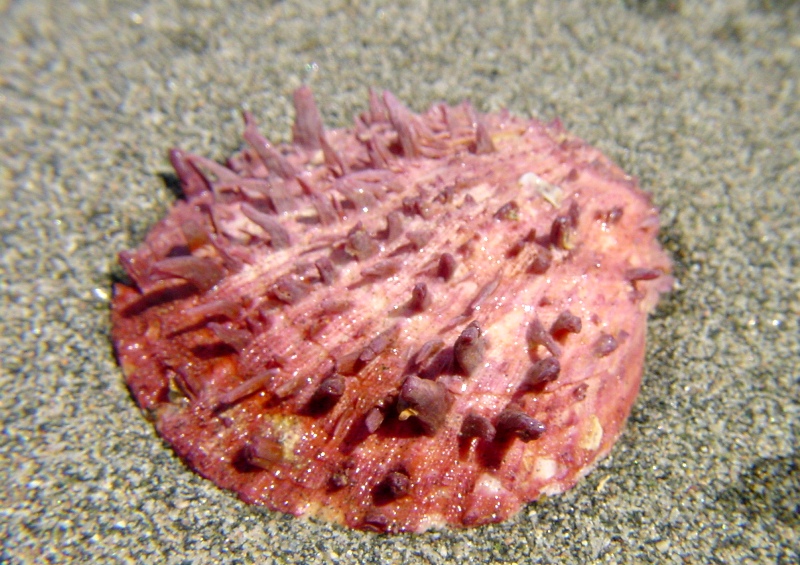 Spondylus gaederopus